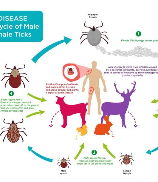 Lyme Disease and Hair Loss