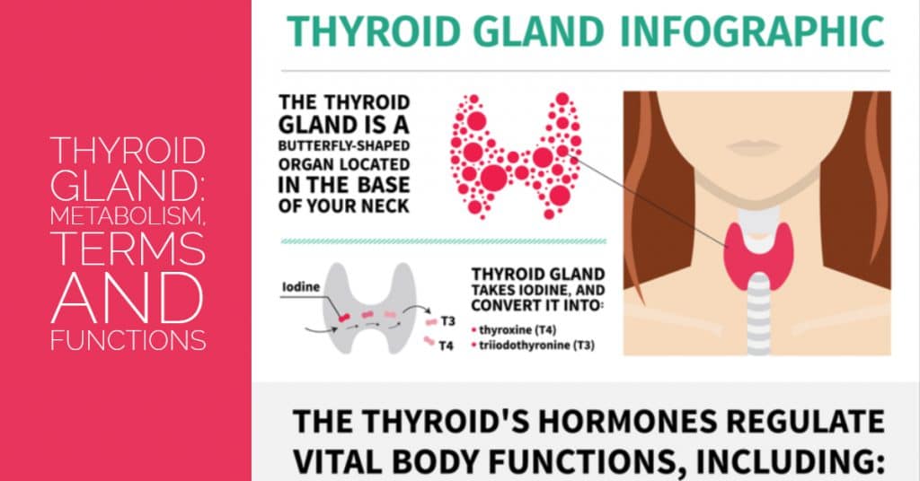 Thyroid Gland: Metabolism, Terms and Functions - Sandra Bloom